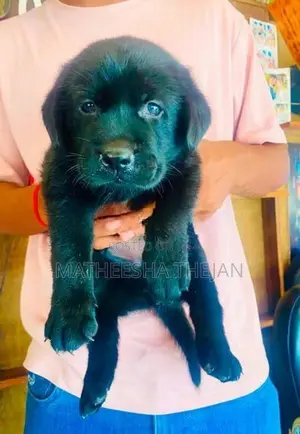 Black Labrador Retriever Puppy