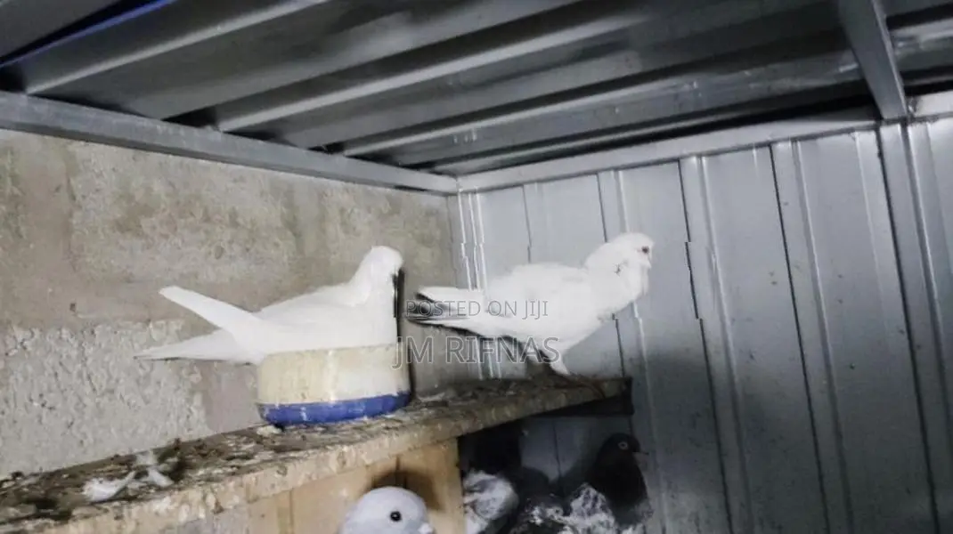 Pigeons