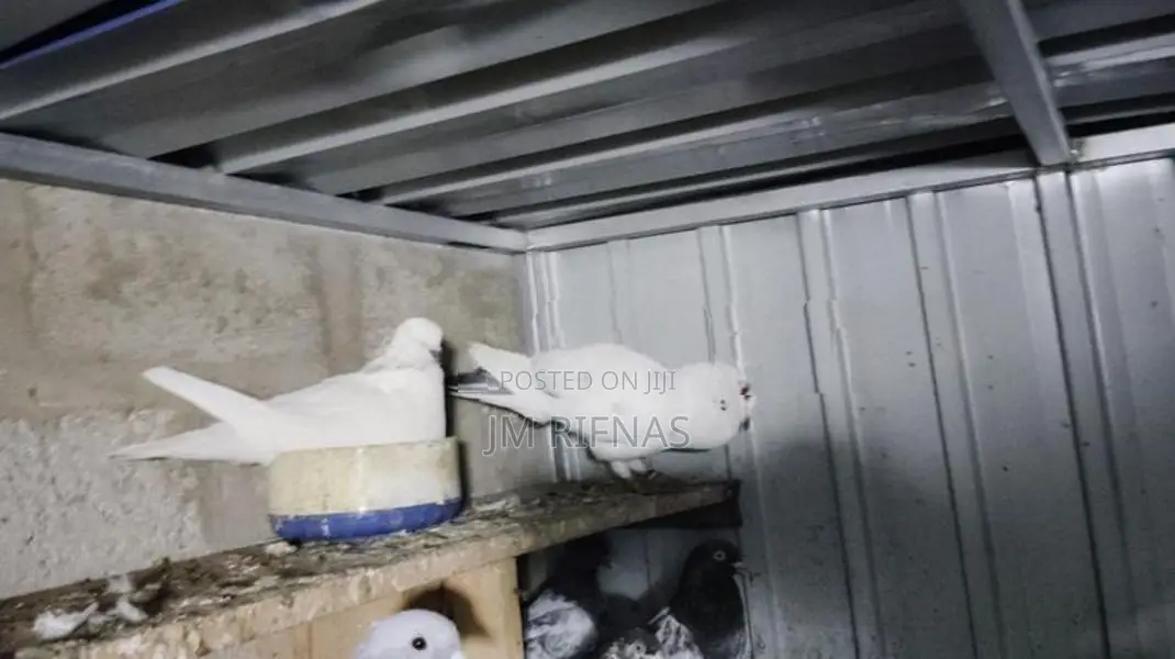 Pigeons