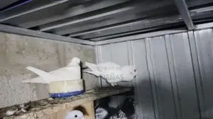 Pigeons