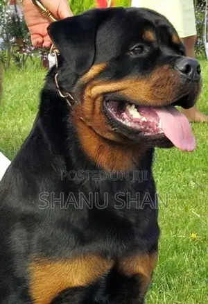 Rottweiler Dog for Crossing