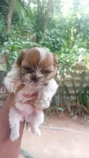 Shih Tzu Puppy