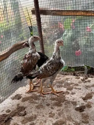 Shamo Rooster