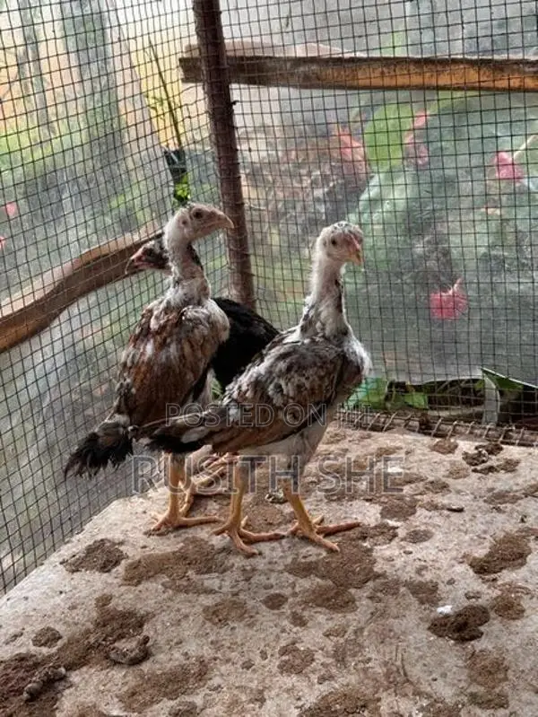 Shamo Rooster