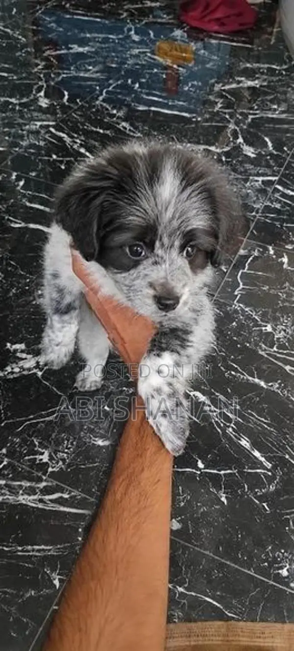 Shih Tzu Puppy