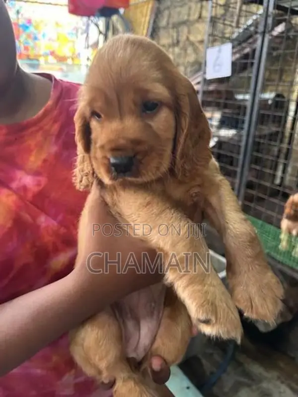 Cocker Spaniels Puppies