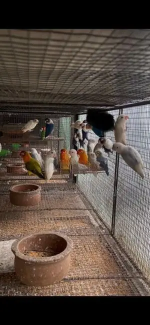 African Love Birds
