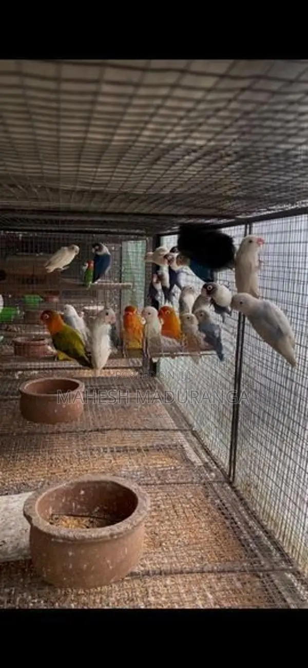 African Love Birds