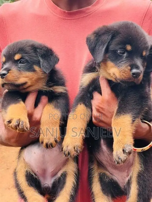 Rottweiler Puppies