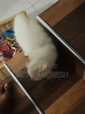 Persian Cat