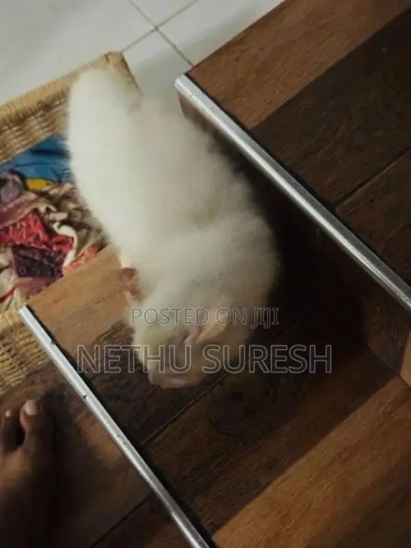 Persian Cat
