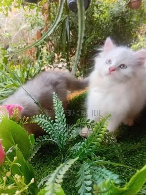 Persian Cat