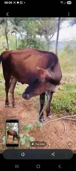 2 cows