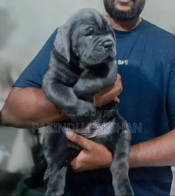 Cane Corso