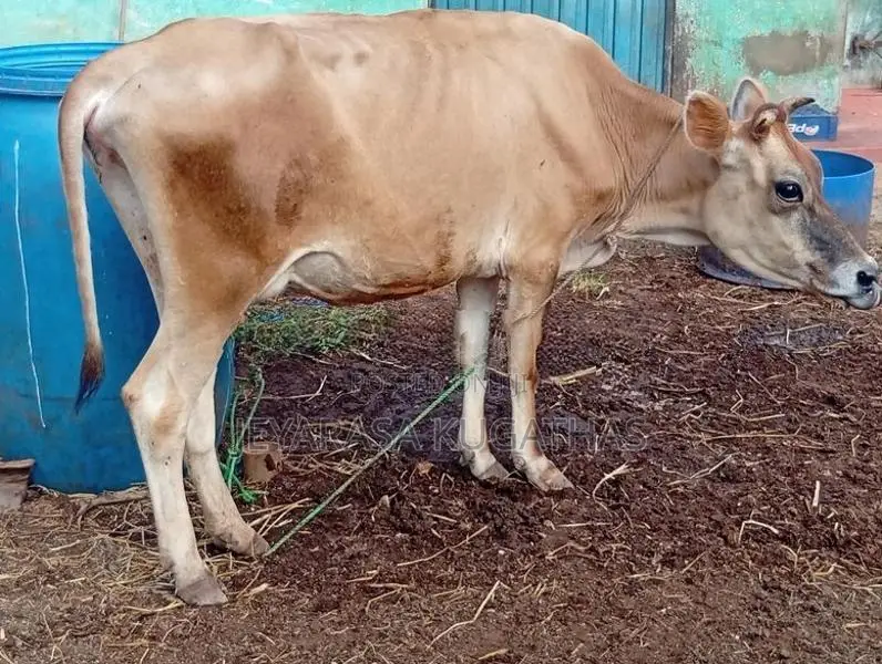 Milk Cow