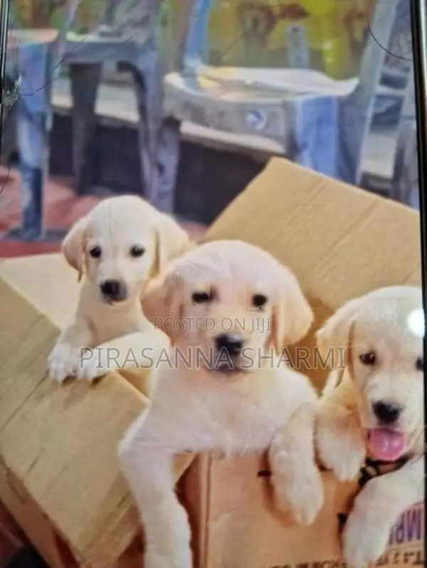 Labrador puppies