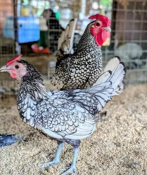 Silver serbright