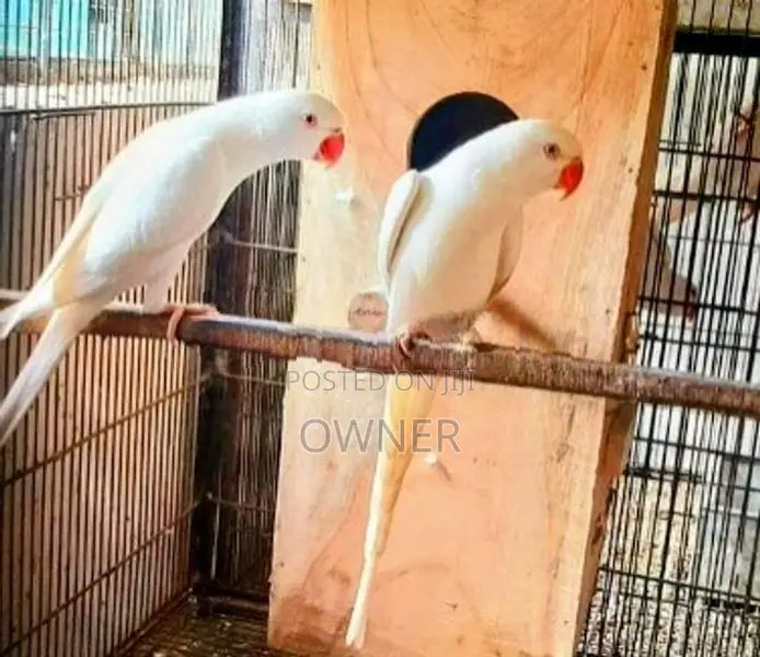 Ringneck birds