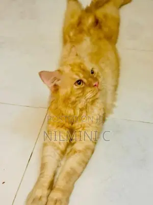 Persian Cat Male