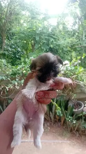 Shih Tzu Puppy