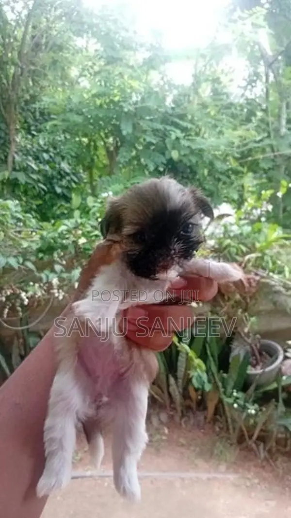 Shih Tzu Puppy