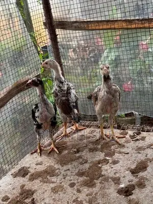 Shamo Rooster