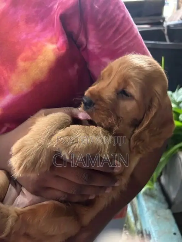 Cocker Spaniels Puppies
