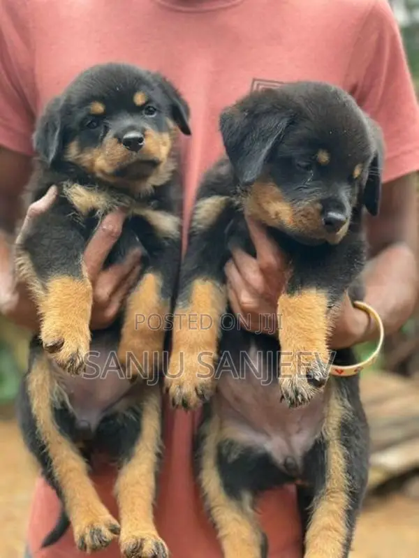 Rottweiler Puppies