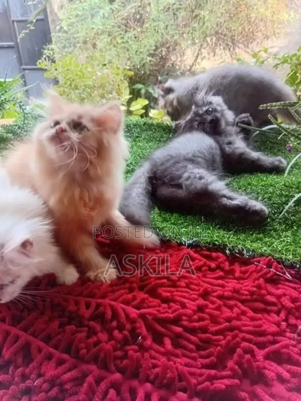 Persian Cat