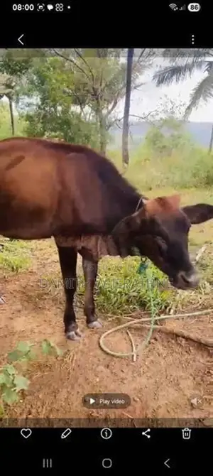 2 cows