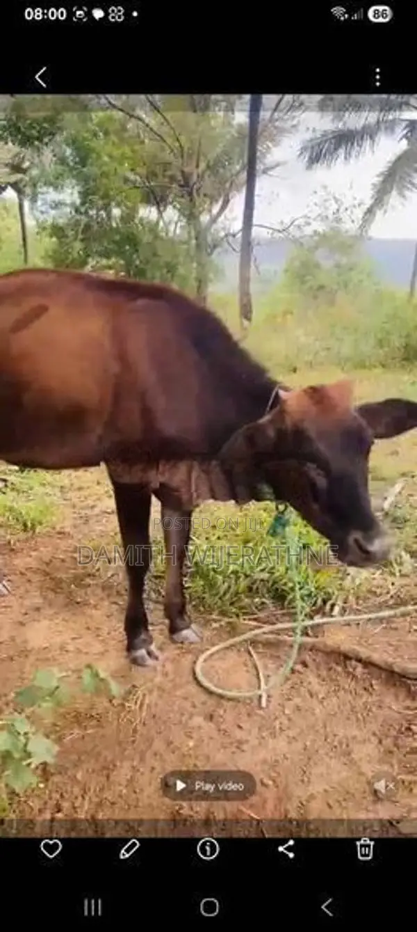 2 cows