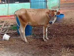 Milk Cow