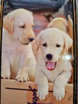 Labrador puppies