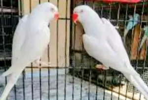 Ringneck birds