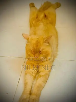 Persian Cat Male
