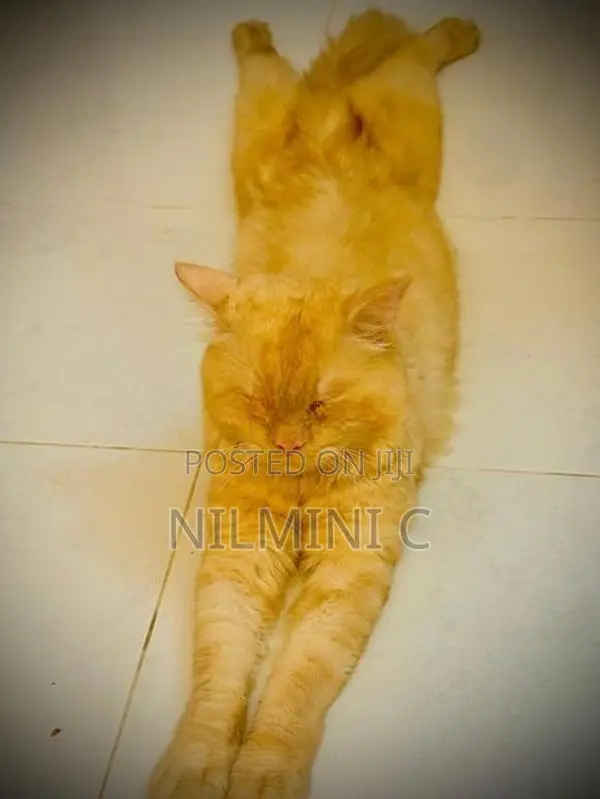 Persian Cat Male