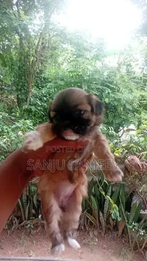Shih Tzu Puppy