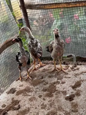 Shamo Rooster