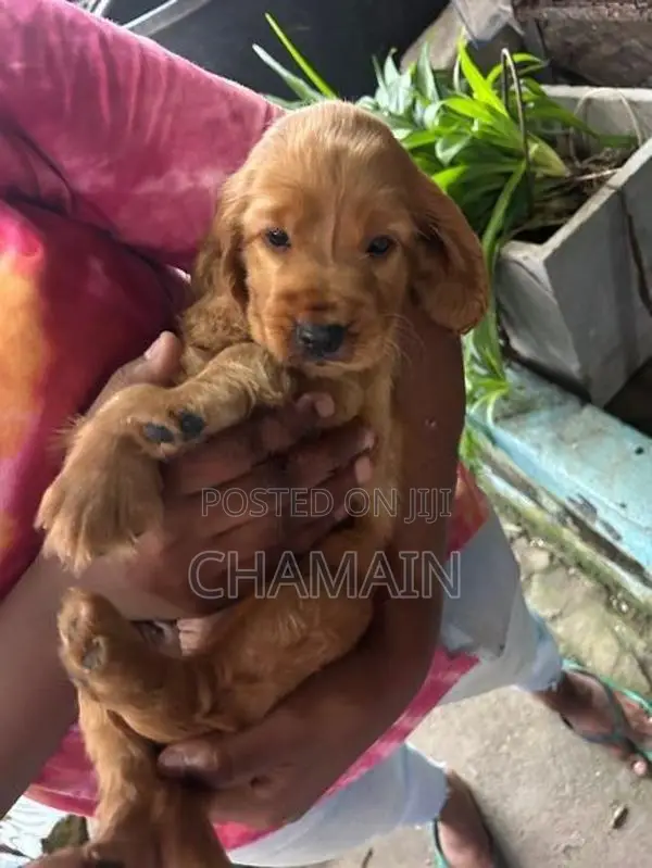 Cocker Spaniels Puppies