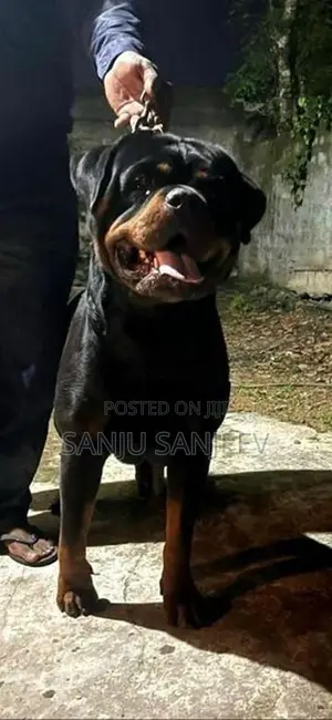 Rottweiler Puppies