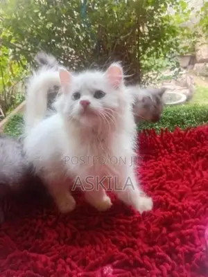 Persian Cat