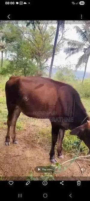 2 cows