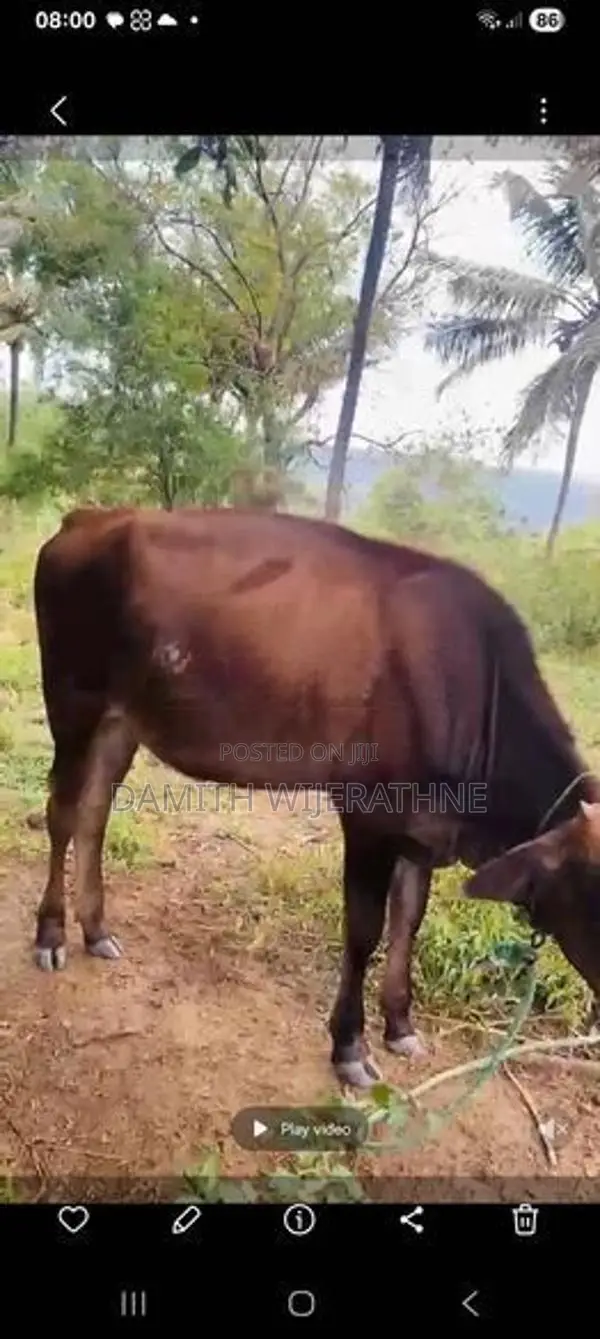 2 cows