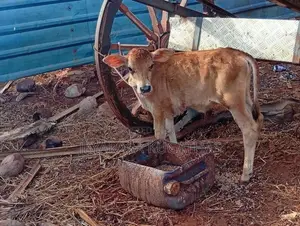 Milk Cow