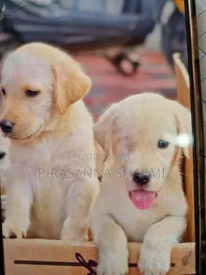 Labrador puppies