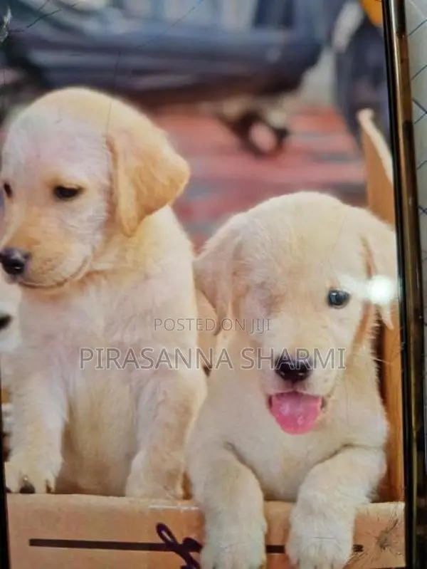 Labrador puppies