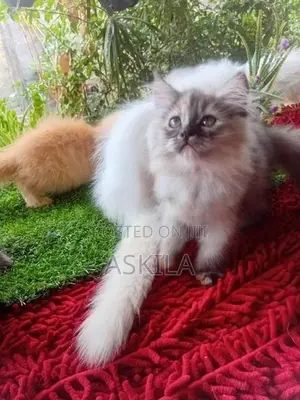 Persian Cat