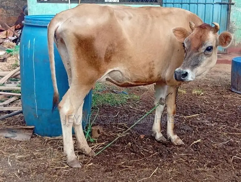 Milk Cow
