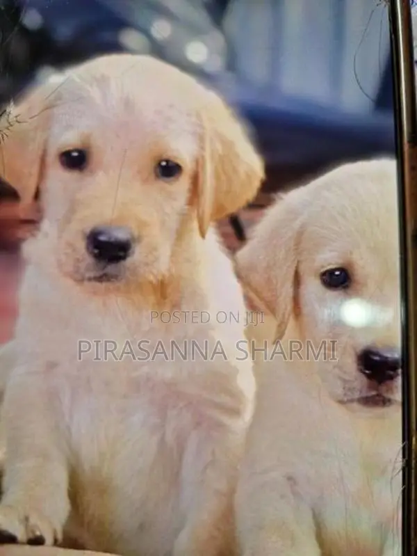 Labrador puppies