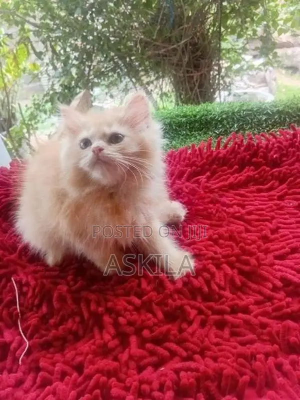 Persian Cat